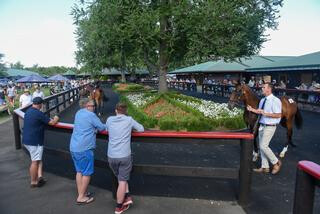 Outdoor parade ring at Karaka.